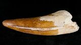 Carcharodontosaurus Tooth - Beautiful Enamel Color #17016-2